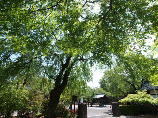 P4281070.jpg