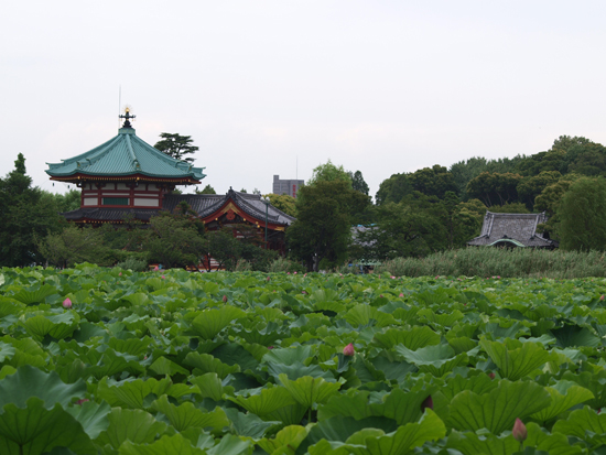 P7263261.jpg
